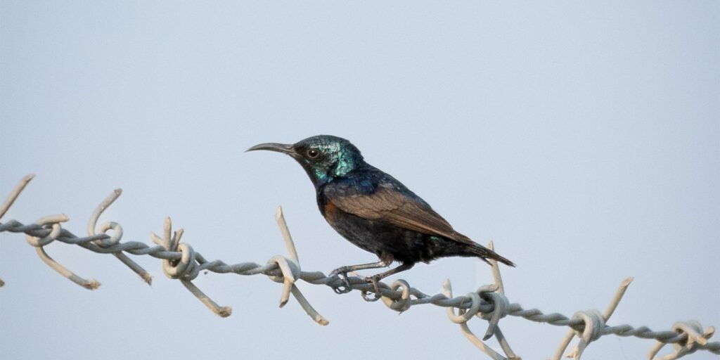sunbird on barbed wire against a blue sky