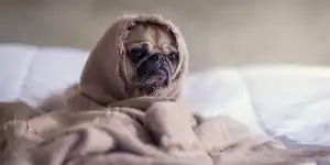 A confused-looking pug wrapped in a beige blanket
