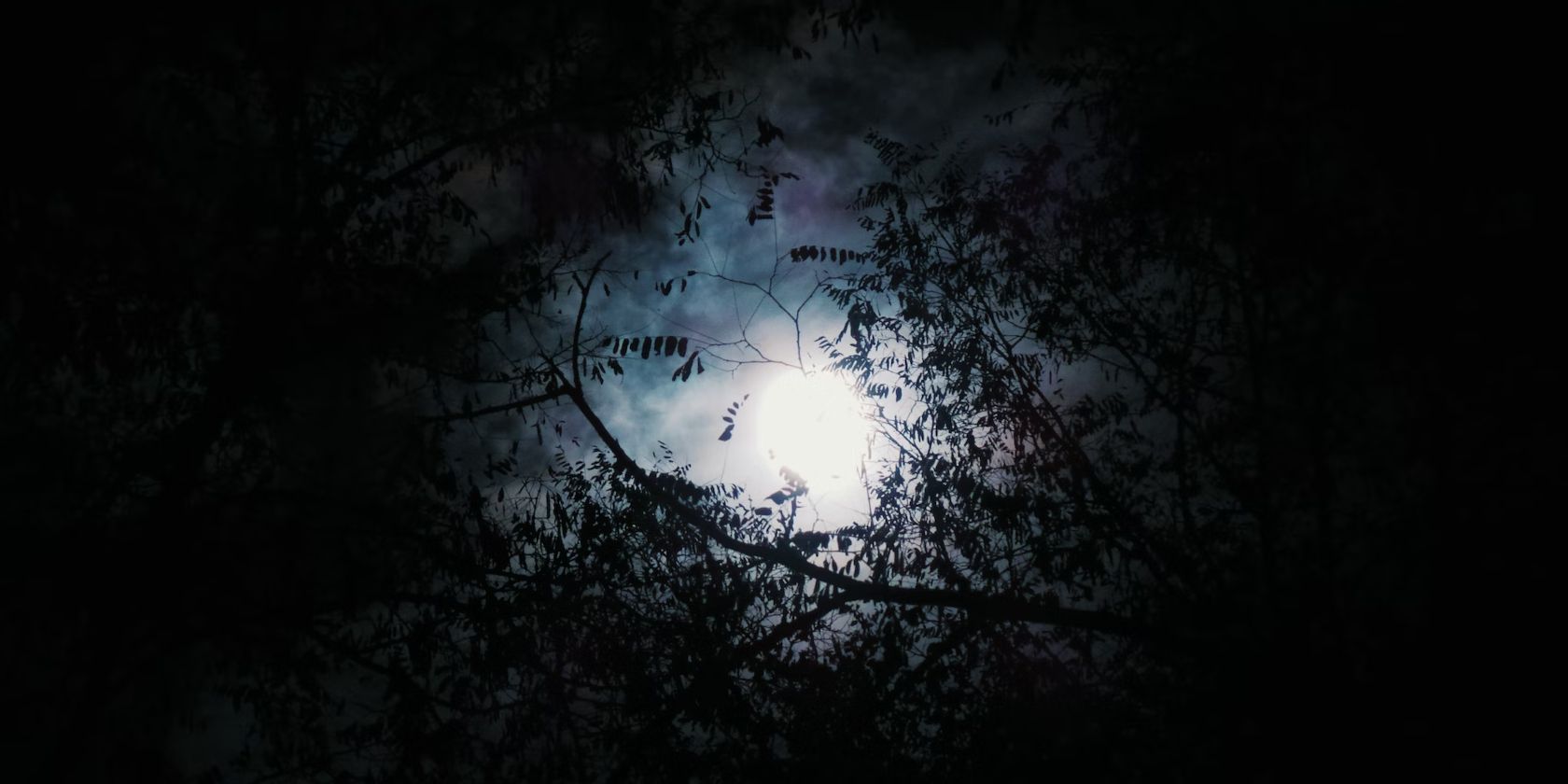 The moon behind clouds as seen through trees