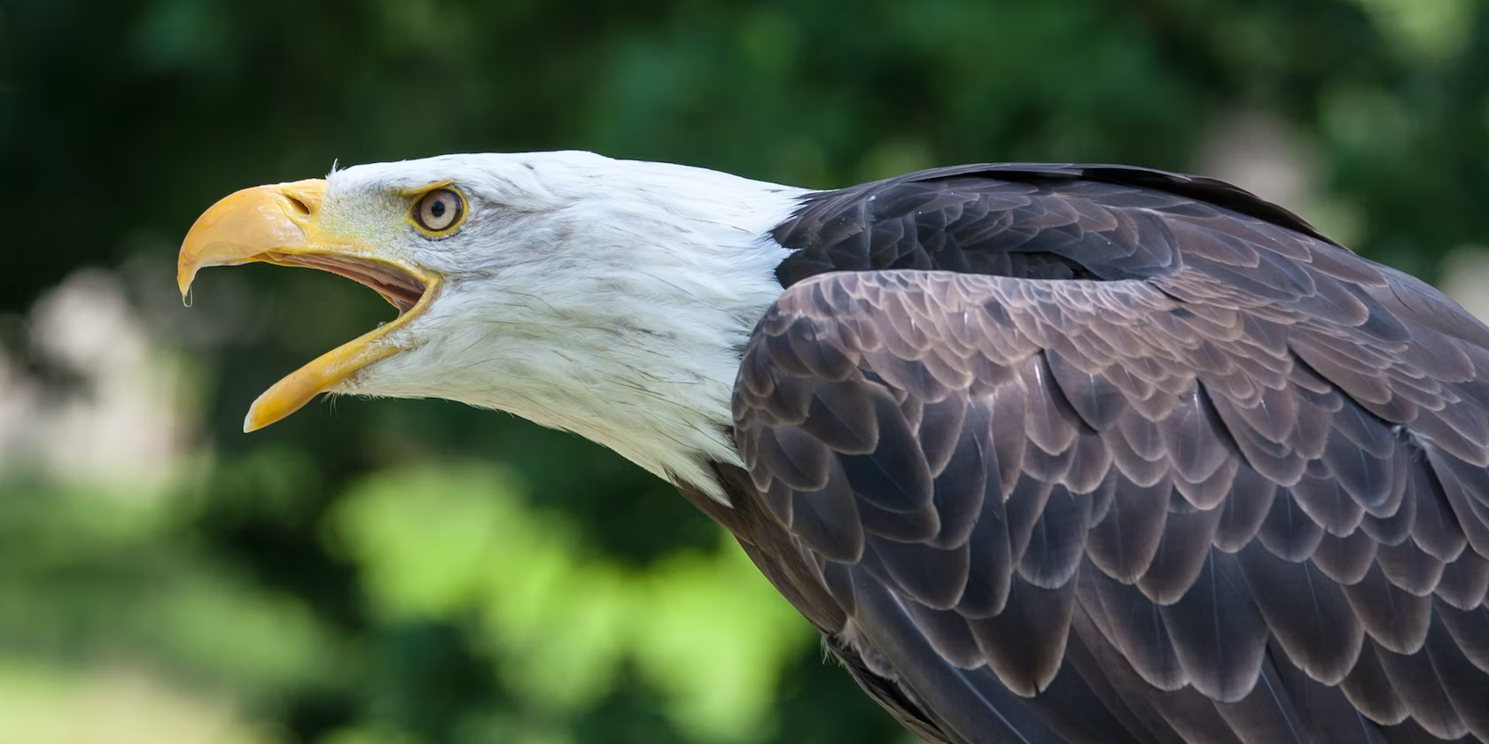 An intense-looking eagle yelling against a blurred green background