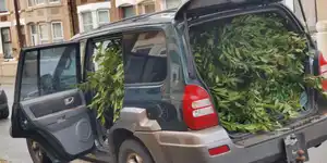 A green Hyundai Terracan loaded with bay leaves